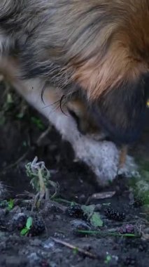 Kızıl yaşlı sokak köpeği köy bahçesindeki ahşap çitlerin altında toprak kazıyor ve otantik kırsal hayvan yaşamı ve tuhaf davranışlar sergileyen, bilinmeyen kirli bir nesneyi ortaya çıkarıyor..