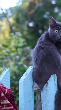 Siyah kedi mavi bir çitin üzerinde oturur kameraya arkasını döner ve kameraya doğru başını çevirir. Kırmızı ve beyaz giysiler yaz köyünün yakınındaki kırsal kesimde asılı durur..