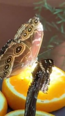 Chisinau Moldova Kelebek Parkı 'ndaki renkli kelebekler portakalların üzerine ve şelalelerin ve göllerin yakınındaki insanlar büyüyen kristalleri ve egzotik doğa manzaralarıyla canlı, yemyeşil bir tropik bahçeye sahipler..