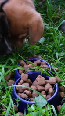 İki köpek kırsal evin yakınındaki yeşil çimenlerde kaselerden yemek yiyor, otlar yerine evcil hayvanları tercih ediyor, sıcak kırsal atmosfer köpek maması ya da hayvan bakımı için mükemmel..