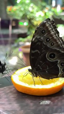 Chisinau Moldova Kelebek Parkı 'ndaki renkli kelebekler portakalların üzerine ve şelalelerin ve göllerin yakınındaki insanlar büyüyen kristalleri ve egzotik doğa manzaralarıyla canlı, yemyeşil bir tropik bahçeye sahipler..