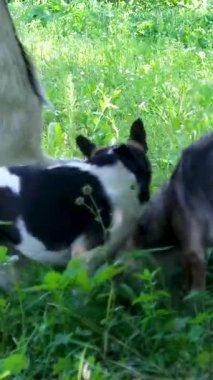 Üç küçük köpek, arka planda canlı çiftlik sahnesinde ağaçtan yapraklar yemek için atlayan bir keçi gibi ağızdan ağıza şakıyarak birbirlerini ısırıyorlar. Enerjik, eğlenceli, kırsal kesimde güneşli bir etkileşim var..