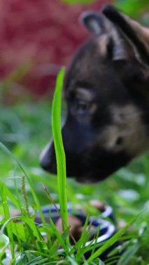 Koyu renkli orta boy köpek yavrusu, kırsal alanda çimlerin üzerinde kaseden köpek maması yiyor. Evcil hayvan bakımını ve kırsal yaşam tarzını gösteren eğlenceli ve doğal bir an..
