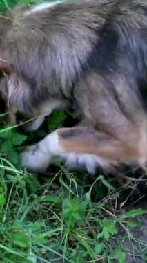 Kırsal alanda iki köpek toprakta derin bir çukur kazıyor. Bir yaşlı huysuz köpek ve bir küçük köpek ile bir diğeri eğlenceli kırsal hayvan davranışlarına katılıyor..