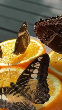 Chisinau Moldova Kelebek Parkı 'ndaki renkli kelebekler portakalların üzerine ve şelalelerin ve göllerin yakınındaki insanlar büyüyen kristalleri ve egzotik doğa manzaralarıyla canlı, yemyeşil bir tropik bahçeye sahipler..