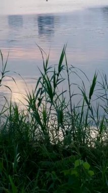 Bir rıhtım gölün kenarında güzel bir su manzarası var. Rıhtım ahşap ve etrafında birkaç yabani ot yetişiyor. Sahne huzurlu ve sakin, su yansıyor. .