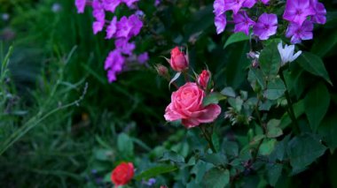 Mor mor çiçekler bahçede çiçek açıyor. - Evet. Yüksek kalite 4k görüntü