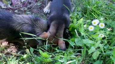 Köpekler toprağı kazar, yerde bir şey bulur, patileriyle kazar, büyük bir bahçe köpeği çimlere bir çukur kazar, küçük bir köpek yavrusu kulaklarını ısırır. Yüksek kalite 4k görüntü