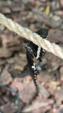 Bir grup küçük, parlak sarı kelebek kumlu ya da çamurlu zemin üzerinde toplandı, muhtemelen besin maddeleri için 