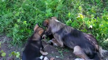 Köpek, dachshund, çukur kazıyor. Yüksek kalite 4k görüntü