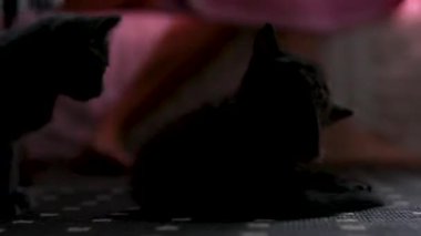 Arka planda oynayan kedi yavruları ve arka planda bir kadının bacakları kırsal evdeki toz zerreciklerinden ayaklarını indiriyor. Yüksek kalite 4k görüntü