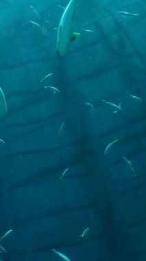 VinWonders Phu Quoc Deniz Kabuğu Akvaryumu 'nda yüzen tropikal balıkların sakin ve büyüleyici sualtı deneyimini gösteren sakin bir video..