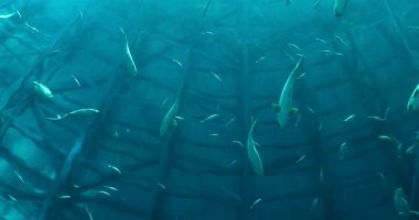 VinWonders Phu Quoc Şatosu ikonik mimari deniz kabuğu akvaryumu okyanus kaplumbağası heykel salıncakları ve Phu Quoc Adası Vietnam 'daki canlı park atmosferinin yer aldığı set.