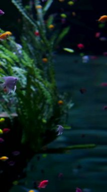 VinWonders Phu Quoc Deniz Kabuğu Akvaryumu 'nda zarif bir şekilde hareket eden tropikal balıklar rahatlatıcı meditasyon ve ortam görselleri için mükemmel, huzurlu, canlı bir sualtı sahnesi oluşturuyorlar..