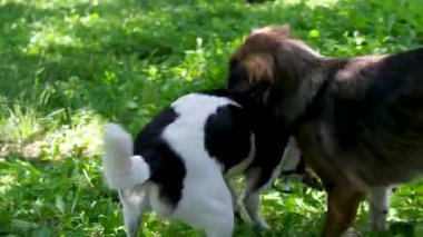 İki köpek çimenlerde oynuyor. Bir kahverengi ve bir beyaz-siyah melez bahçede birbirlerini ısırıyorlar. Biri kaçıyor, diğeri de pancarın arka planına yetişiyor..