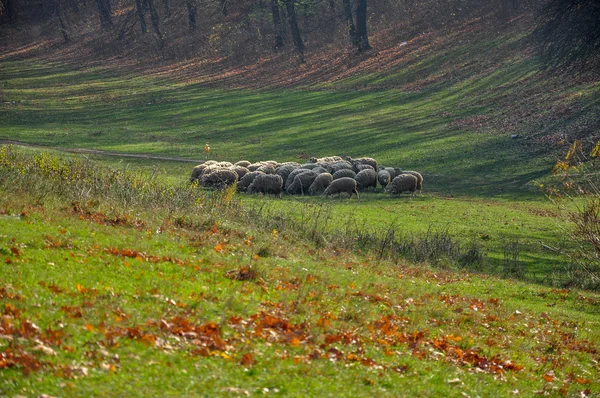 Ağaç kabuğu kırık — Stok fotoğraf