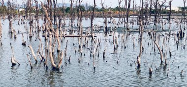 Yıkılmış mangrov ormanları, Mangrove ormanları yok edildi ve doğal yaşam alanlarının genişlemesinden dolayı kayıplar yaşandı. Habitatların genişlemesi çevreyi ve mangrov ormanlarını tahrip eder.