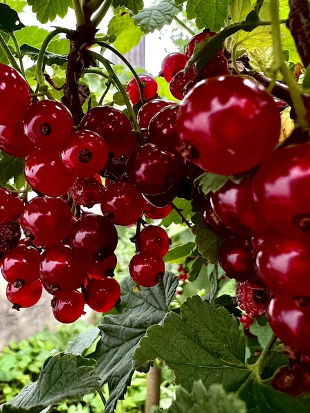 Kırmızı kuşüzümü çalıları, kırmızı frenk üzümü, böğürtlen demetleri