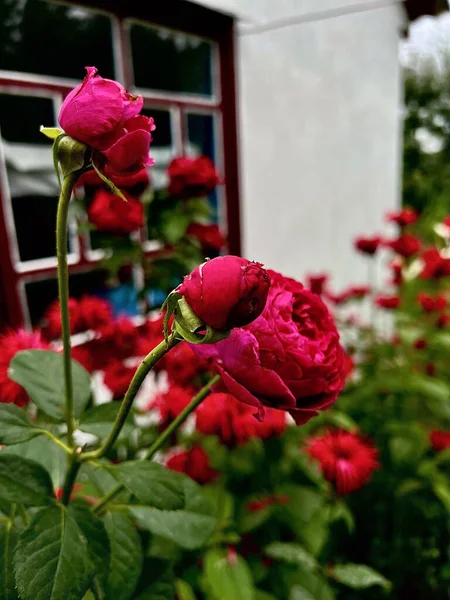 Annemin pembe gülleri evin yakınındaki bahçede.