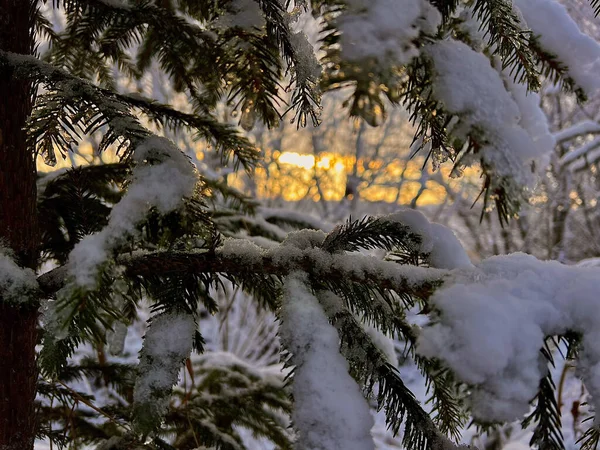 Gün batımında karla kaplı bir ağacın fotoğrafı.