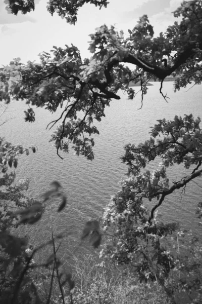 Göl suyundaki dalların arasından siyah beyaz bir fotoğraf.