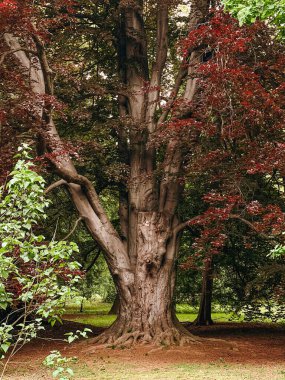 Fotoğrafta antik bir meşe ağacı var. Parkın diğer doğasının yanında bir ağaç..