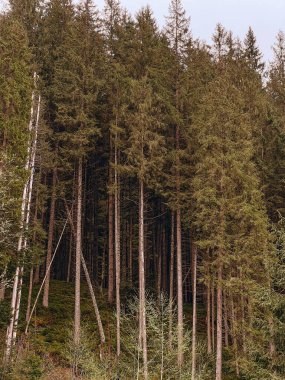 Fotoğraf, Ukrayna 'nın eşsiz, büyülü ve inanılmaz doğasını, yeşil manzaraları, çam ağaçlı tepeleri tasvir ediyor..