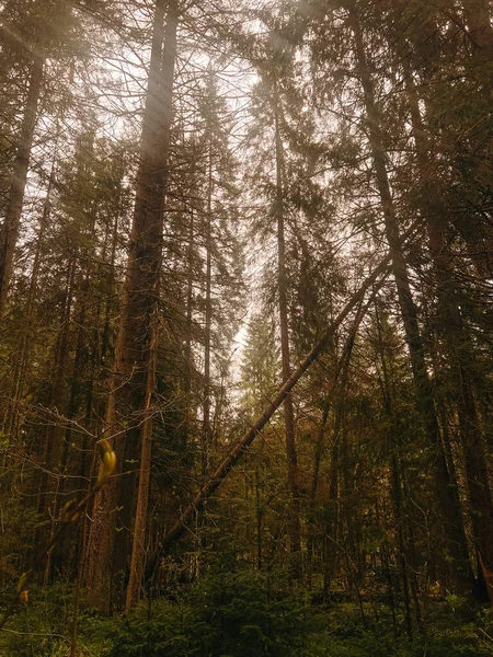 Fotoğraf, Ukrayna 'nın eşsiz, büyülü ve inanılmaz doğasını, yeşil manzaraları, çam ağaçlı tepeleri tasvir ediyor..