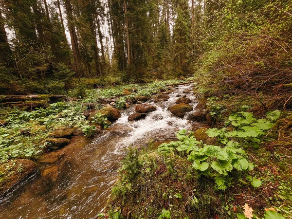 Fotoğraf, Ukrayna 'nın eşsiz, büyülü ve inanılmaz doğasını, yeşil manzaraları, tepeleri ve nehirleri tasvir ediyor..