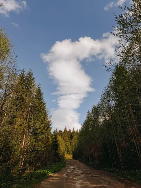 Fotoğraf, Ukrayna 'nın eşsiz, büyülü ve inanılmaz doğasını, yeşil manzaraları, çam ağaçlı tepeleri tasvir ediyor..