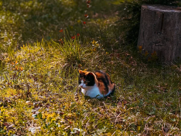 Bir kütüğün yanında kızıl bir kedi.