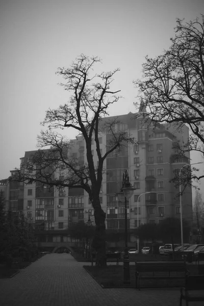 Yapraksız dalları olan gotik bir atmosfer.