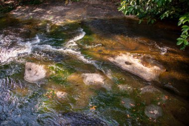  Mit ormanlarında bitki örtüsü. Vaupes, Mitu, Kolombiya.