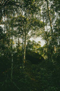  Mit ormanlarında bitki örtüsü. Vaupes, Mitu, Kolombiya.