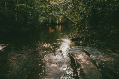  Mit ormanlarında bitki örtüsü. Vaupes, Mitu, Kolombiya.