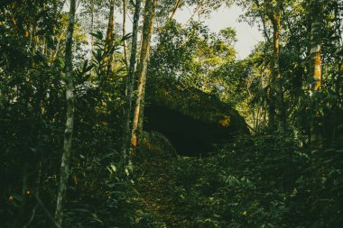  Mit ormanlarında bitki örtüsü. Vaupes, Mitu, Kolombiya.