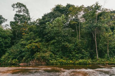 Vaupes nehri ve ağaçlarla Mitu 'da manzara. Mitu, Kolombiya.