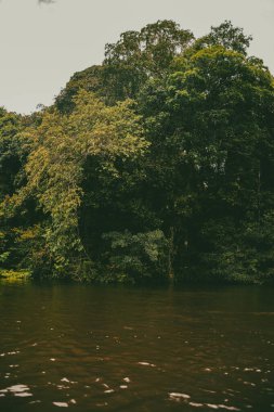 Vaupes Nehri 'nin manzarası ve güzel mangrovlar. Mitu, Kolombiya.