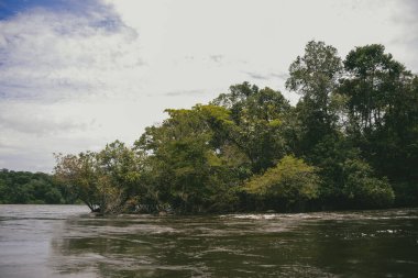 Vaupes Nehri 'nin manzarası ve güzel mangrovlar. Mitu, Kolombiya.