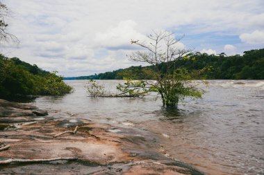 Vaupes Nehri 'nin manzarası ve güzel mangrovlar. Mitu, Kolombiya.