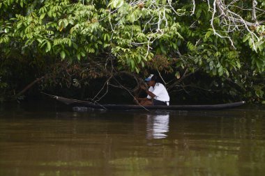Vaupes Nehri 'nin manzarası ve güzel mangrovlar. Mitu, Kolombiya. 