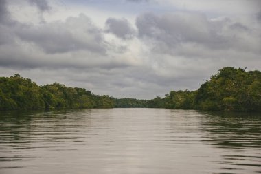 Vaupes Nehri 'nin manzarası ve güzel mangrovlar. Mitu, Kolombiya. 