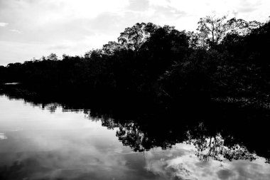 Vaupes Nehri 'nin manzarası ve güzel mangrovlar. Mitu, Kolombiya. 