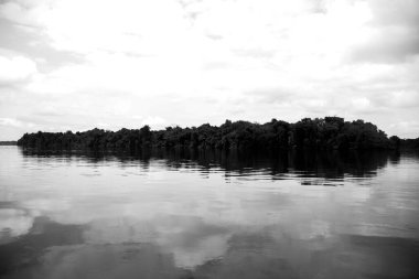 Vaupes Nehri 'nin manzarası ve güzel mangrovlar. Mitu, Kolombiya. 