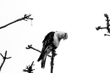 Siyah beyaz daldaki kuş..