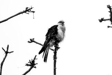 Siyah beyaz daldaki kuş..
