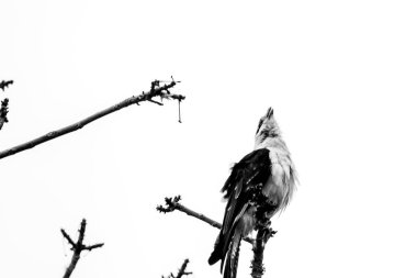 Siyah beyaz daldaki kuş..