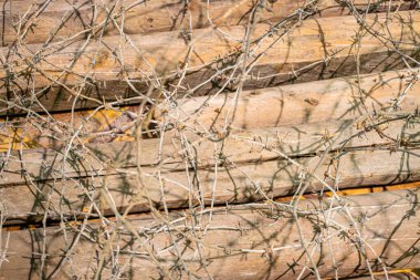 Ahşap bir yüzeyde birbirine dolanmış dikenli dalların yakın görüntüsü, bulanık arka plan, kahverengi ve gri tonların samimi ve ham olduğunu düşündürüyor, insan olmadan doğal dokuları vurguluyor.