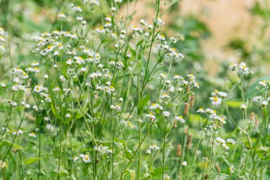 Parlak güneş ışığı altında çekilen sarı merkezli küçük beyaz çiçeklerin yoğun ve canlı bir görüntüsü.