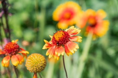 Orta Avrupa 'da bir çayırda birkaç kır çiçeğinin yakın çekimi, canlı renkler kırmızı, sarı, turuncu, açık veya çiçek açan çiçekler, yeşil, güneşli gün ışığı, çiçek tomurcuğu dokuları ile bulanık arkaplan
